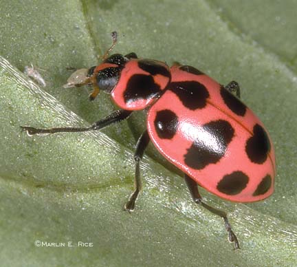 How do you know if a ladybug is a boy or a girl?