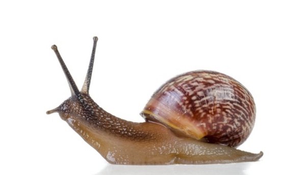 How do you know when a snail is hungry?