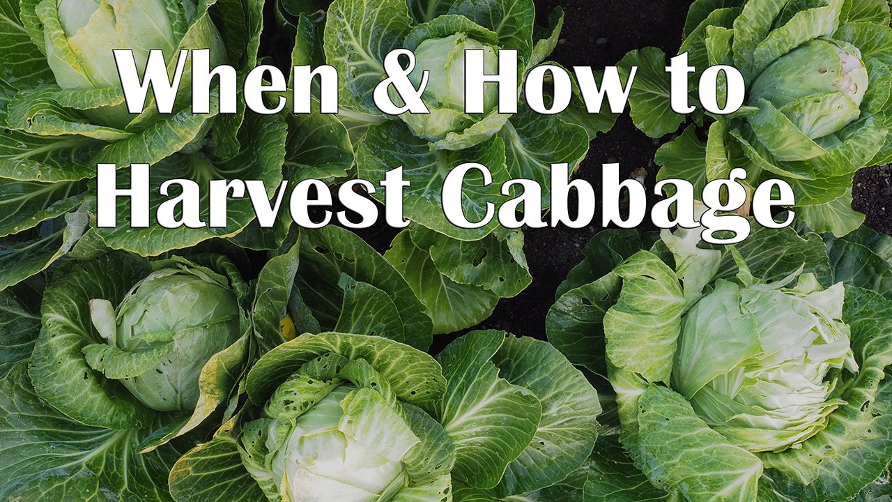 How do you know when cabbage is ready to harvest?