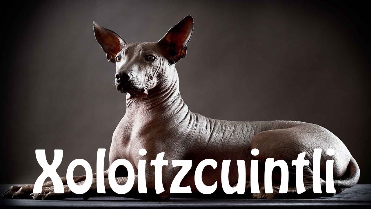 How do you pronounce Xoloitzcuintli?