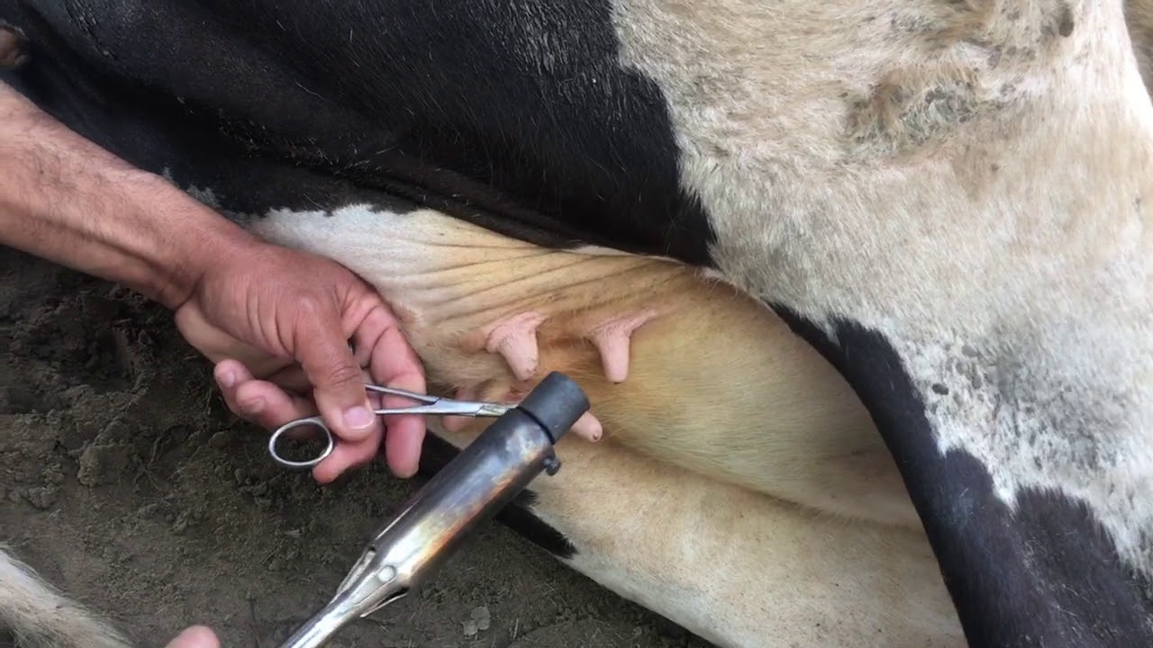 How do you remove extra teats from cattle?
