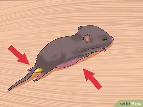 How do you take care of a baby mouse without mother?