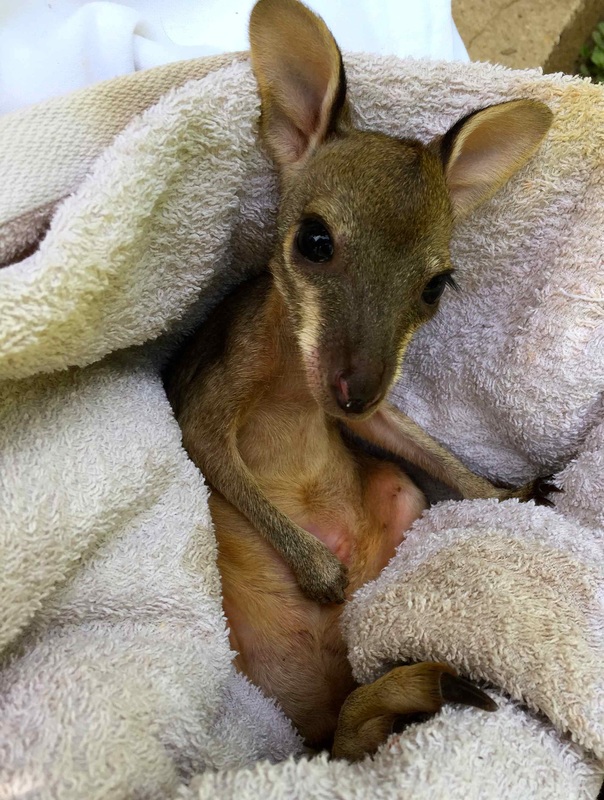 How do you take care of a joey kangaroo?