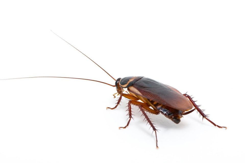 How do you tell if it's a cockroach?
