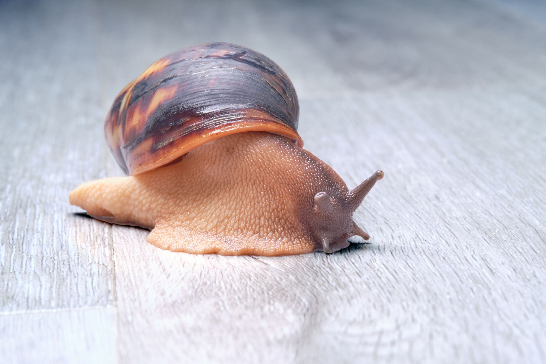 How do you tell if snails are sleeping?