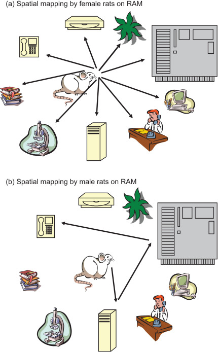How do you test spatial memory in rats?