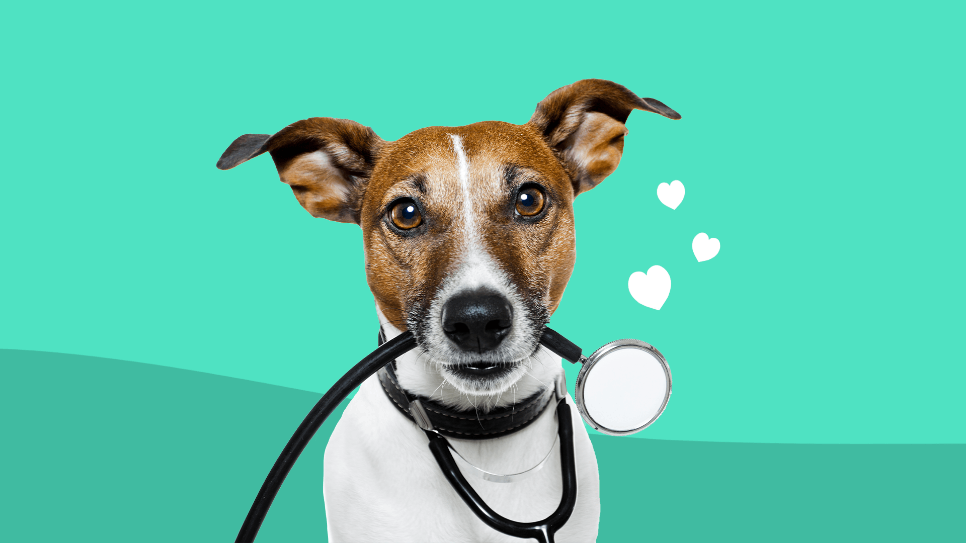 How do you treat a dog with high blood pressure?