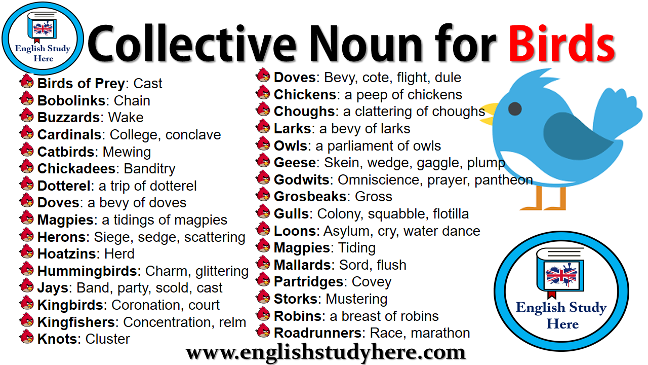 How do you use collective nouns for birds?