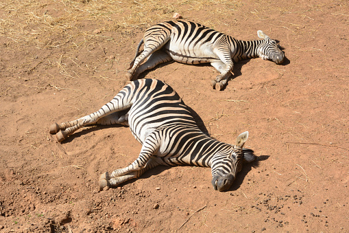 How do zebras sleep?