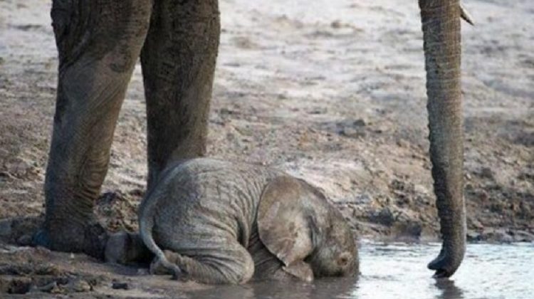 How does a baby elephant drink?