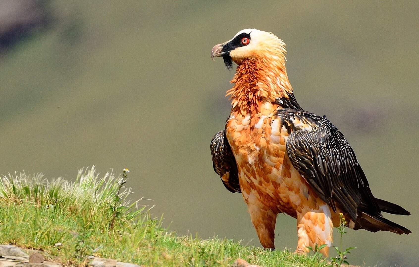 How does a bearded vulture extract bone marrow from its prey?