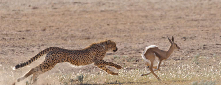 How does a cheetah hunt its prey?