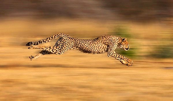 How does a cheetah survive as a predator?