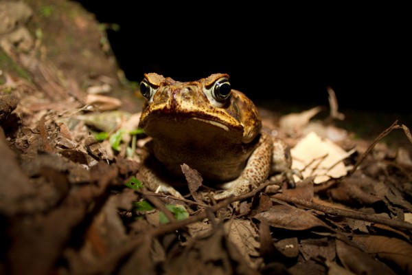 How does a drought affect frogs?