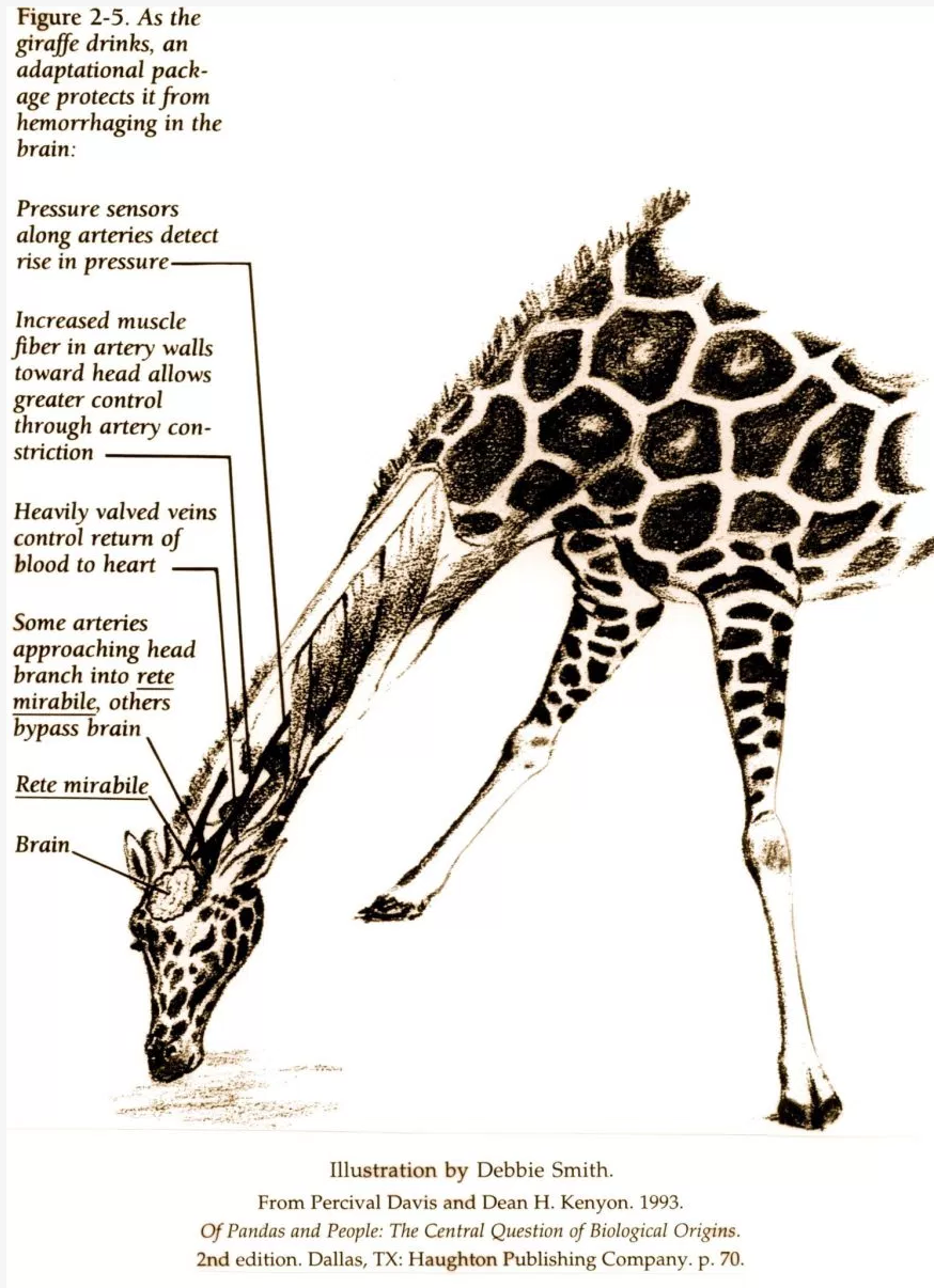 How does a giraffe overcome gravity in order for blood to circulate to its head?