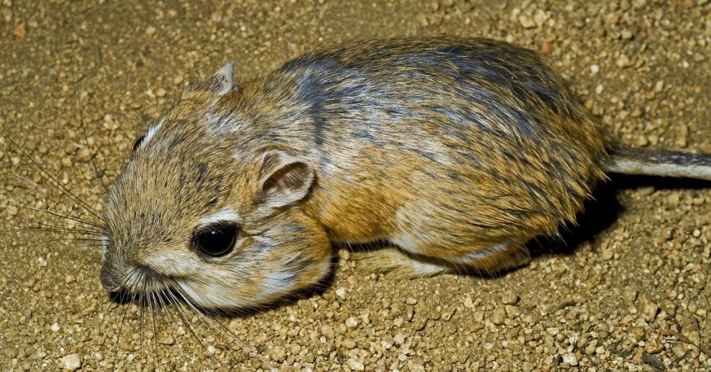How does a kangaroo rat die after drinking water?