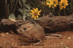 How does a kangaroo rat keep cool?