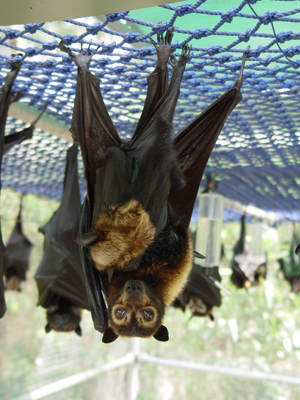 How does a mother bat give birth?