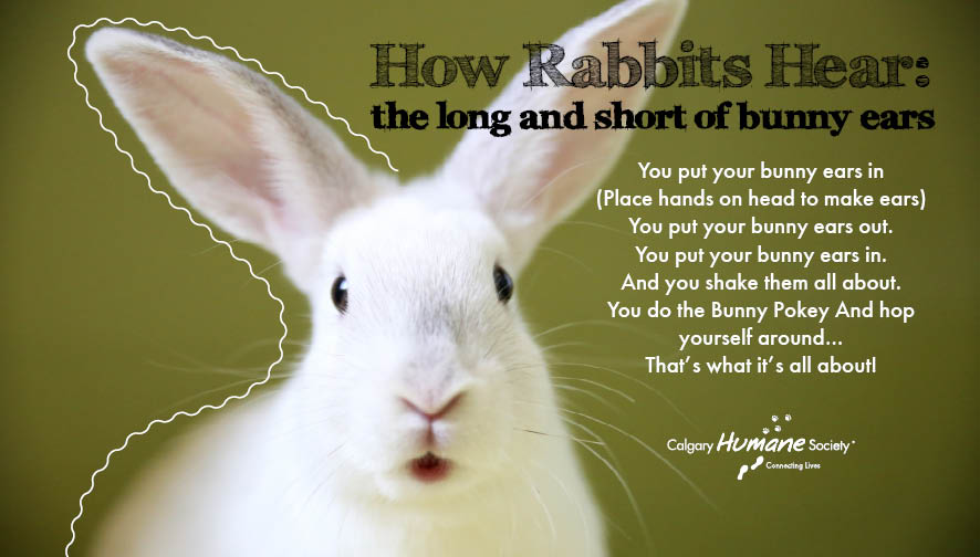 How does a rabbit hear?