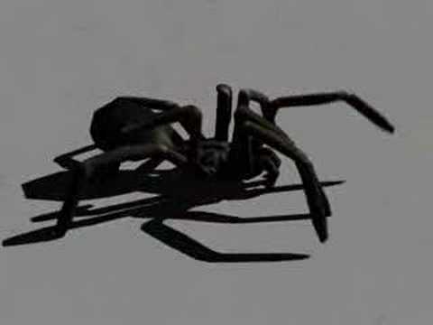 How does a spider walk?