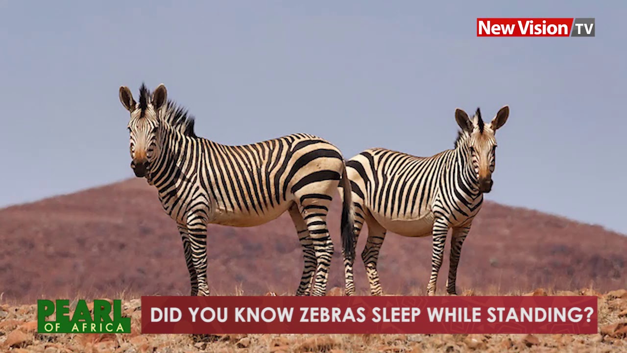 How does a zebra sleep?