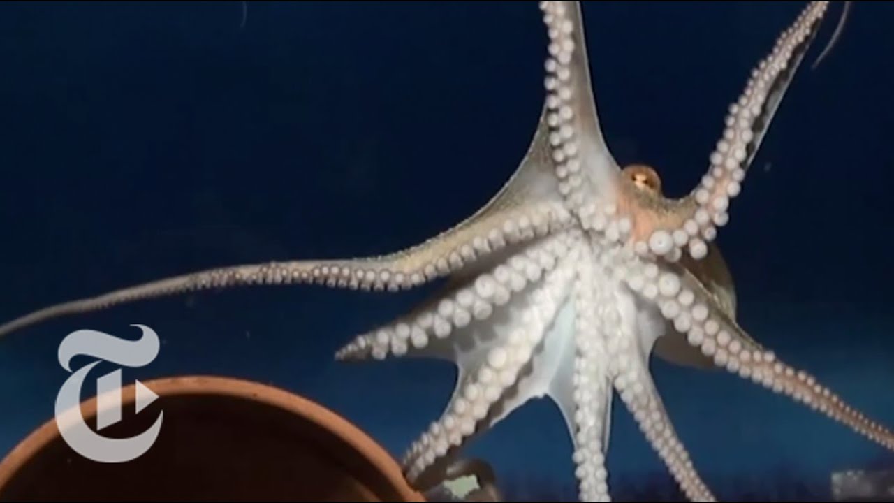 How does an octopus move its arms?