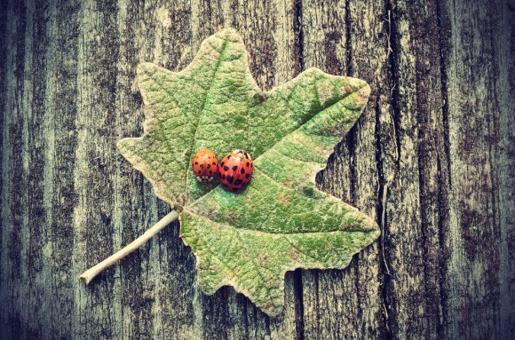 How does climate change affect ladybugs?
