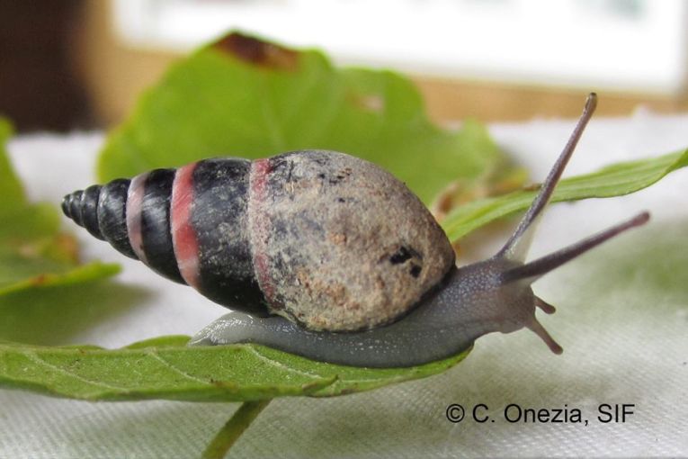 How does climate change affect snails?