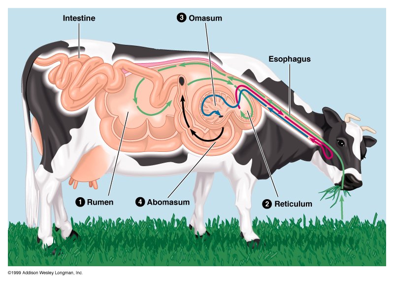 How does digestion take place in a ruminant?