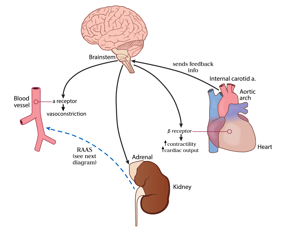 How does high blood pressure affect the nervous system?