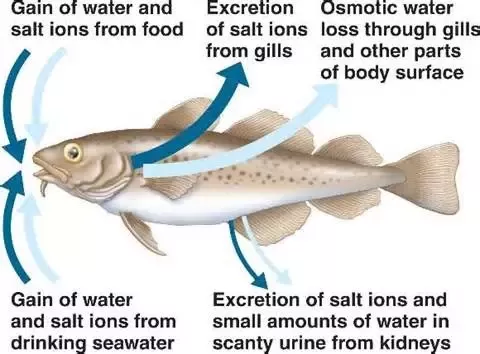 How does marine life survive in a saltwater environment?