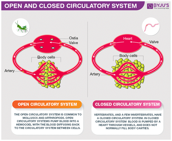How does open circulatory system work?