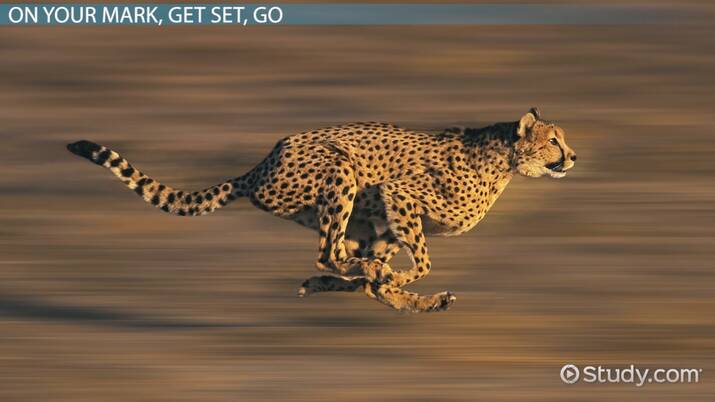 How does the cheetah get the energy to run?