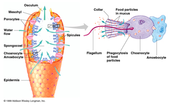 How does the circulatory system work in a sponges?