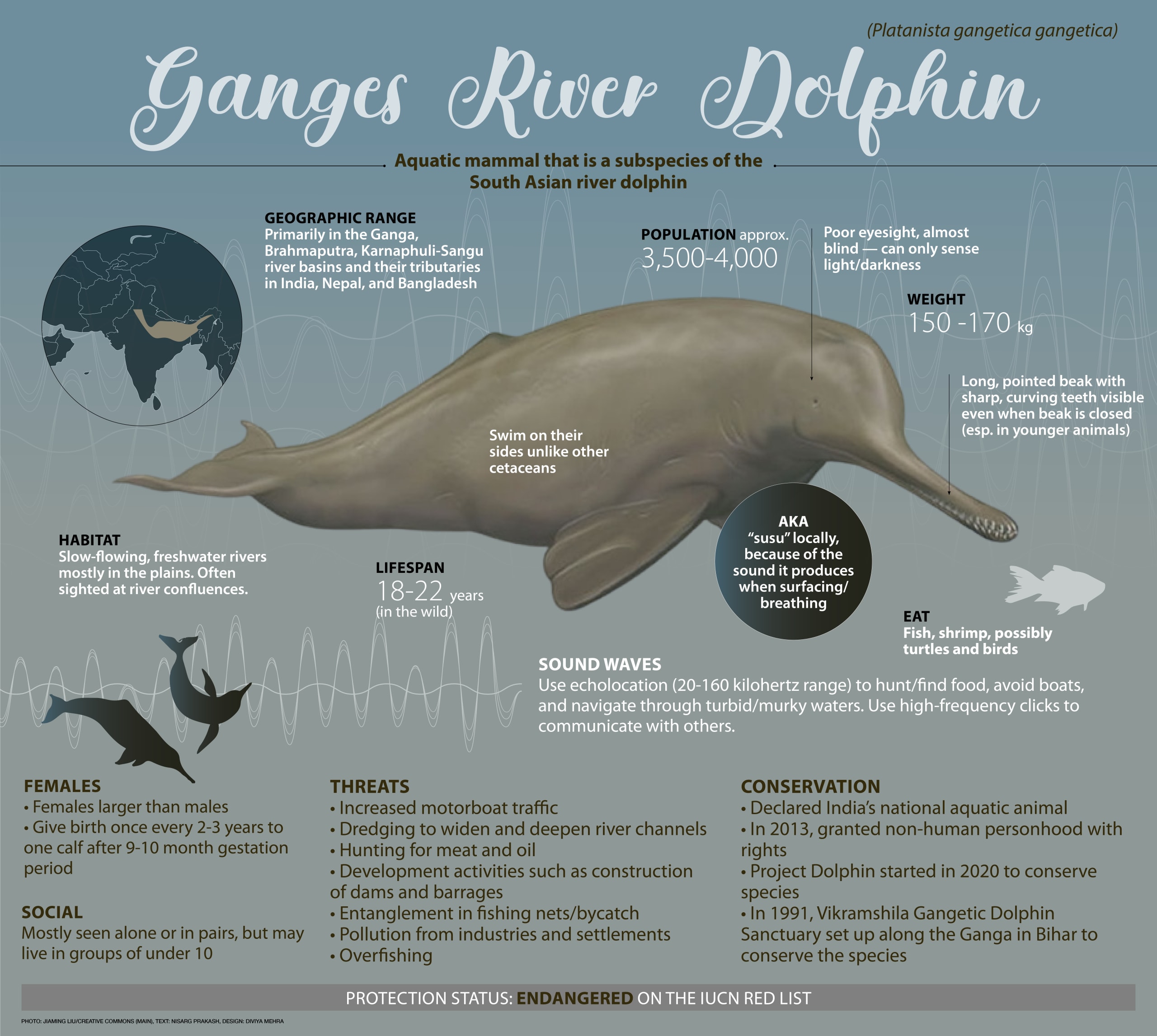 How does the Ganges river dolphin hunt?