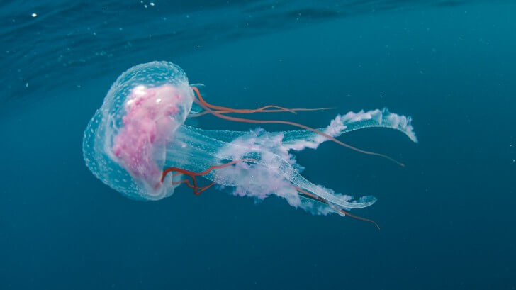 How does the immortal jellyfish never die?