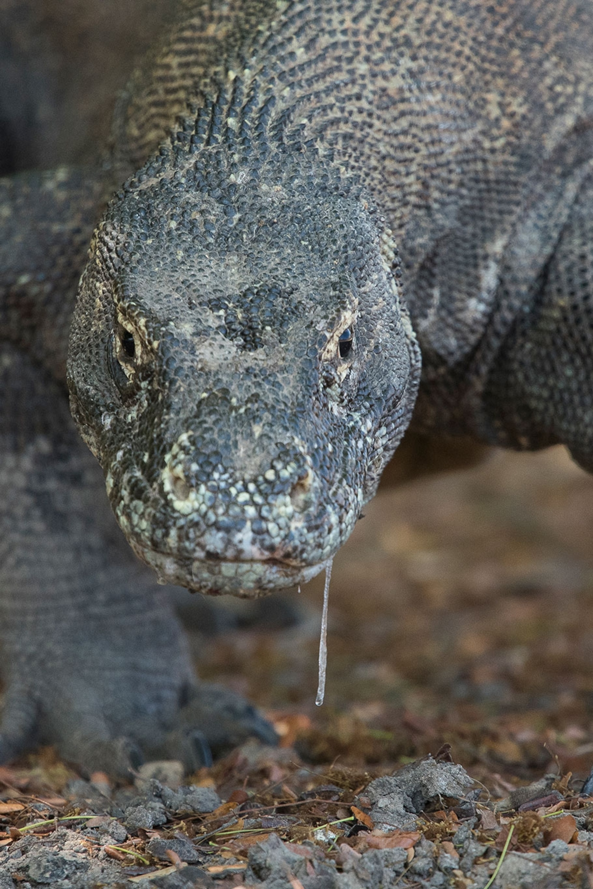 How does the Komodo dragon kill its prey?