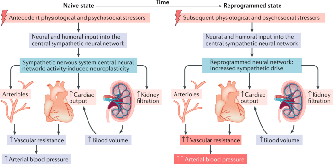 How does the nervous system respond to high blood pressure?