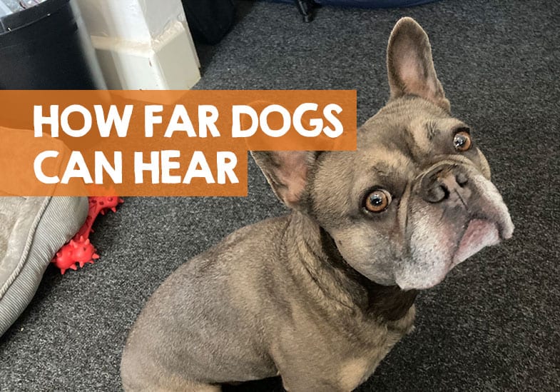 How far away can dogs hear thunder?