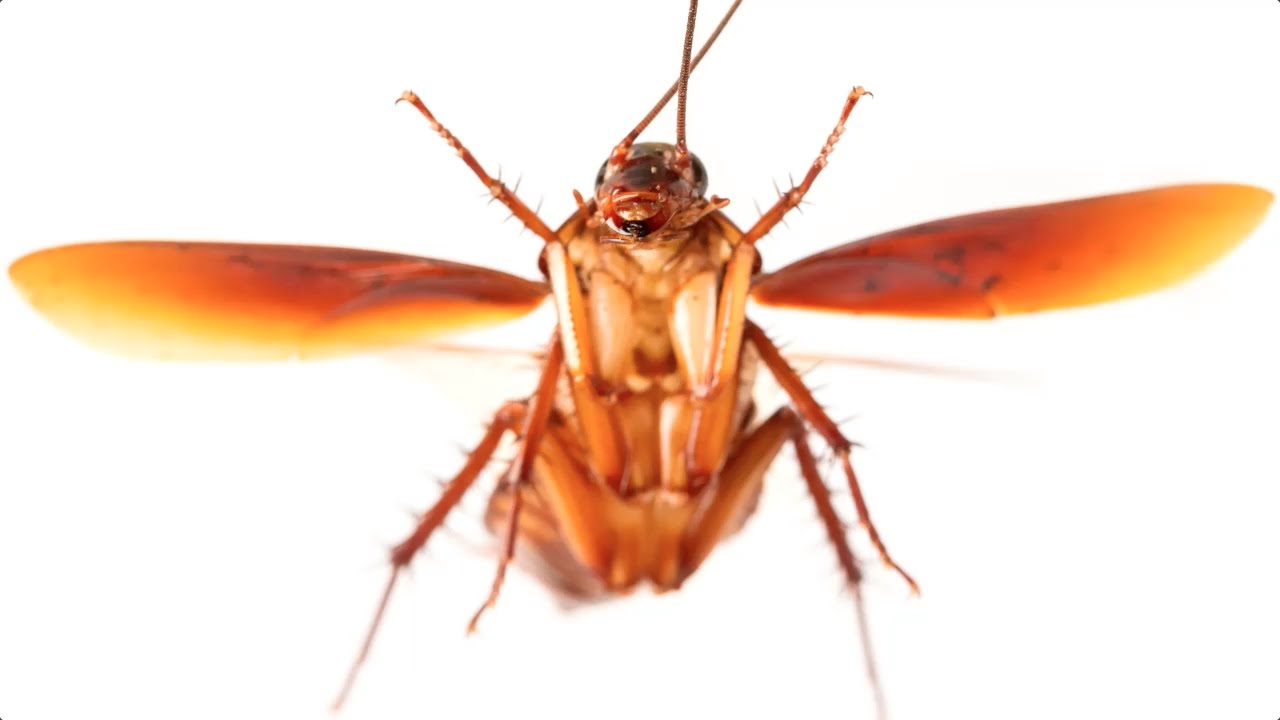 How far can an American cockroach fly?