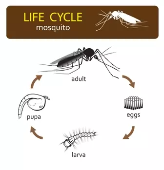 How far do mosquitoes travel from where they are born?