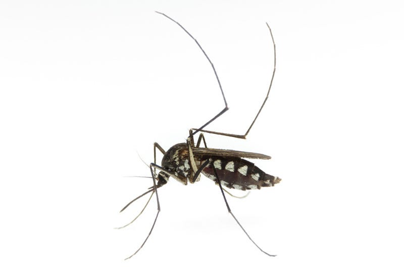 How far do mosquitoes typically fly?