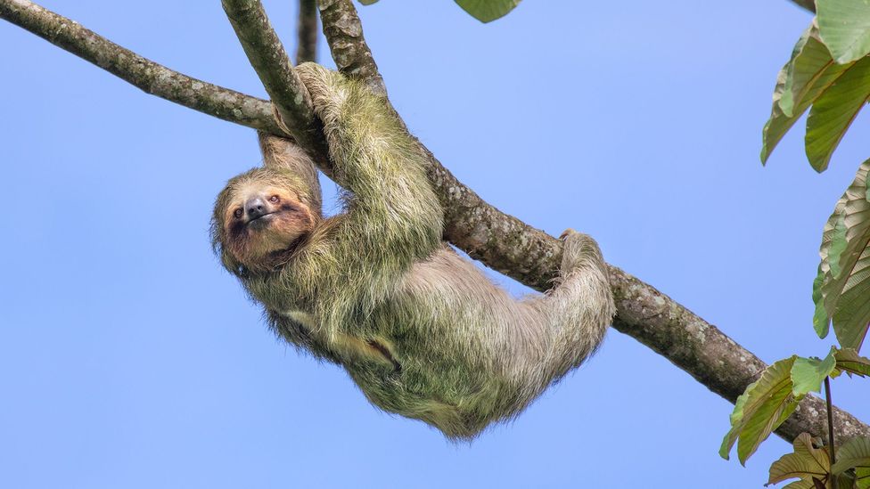How fast are sloths?