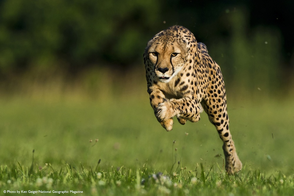 How fast can a 11 year old Cheetah Run?