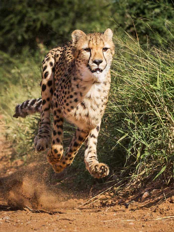 How fast can a cheetah run 100?