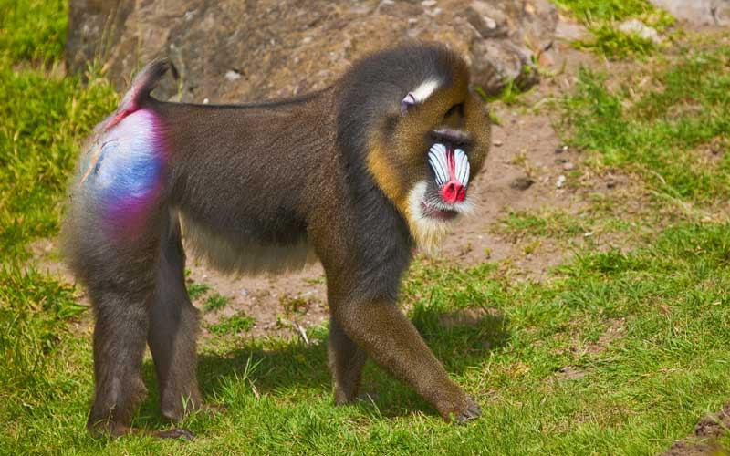 How fast can a mandrill monkey run?