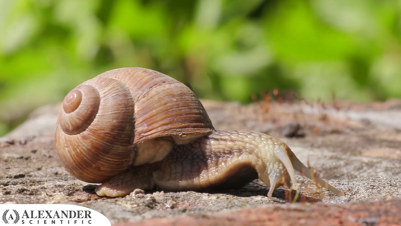 How fast can a snail move in an hour?