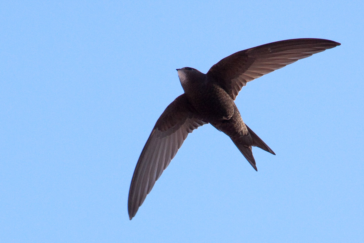 How fast can a swift fly?