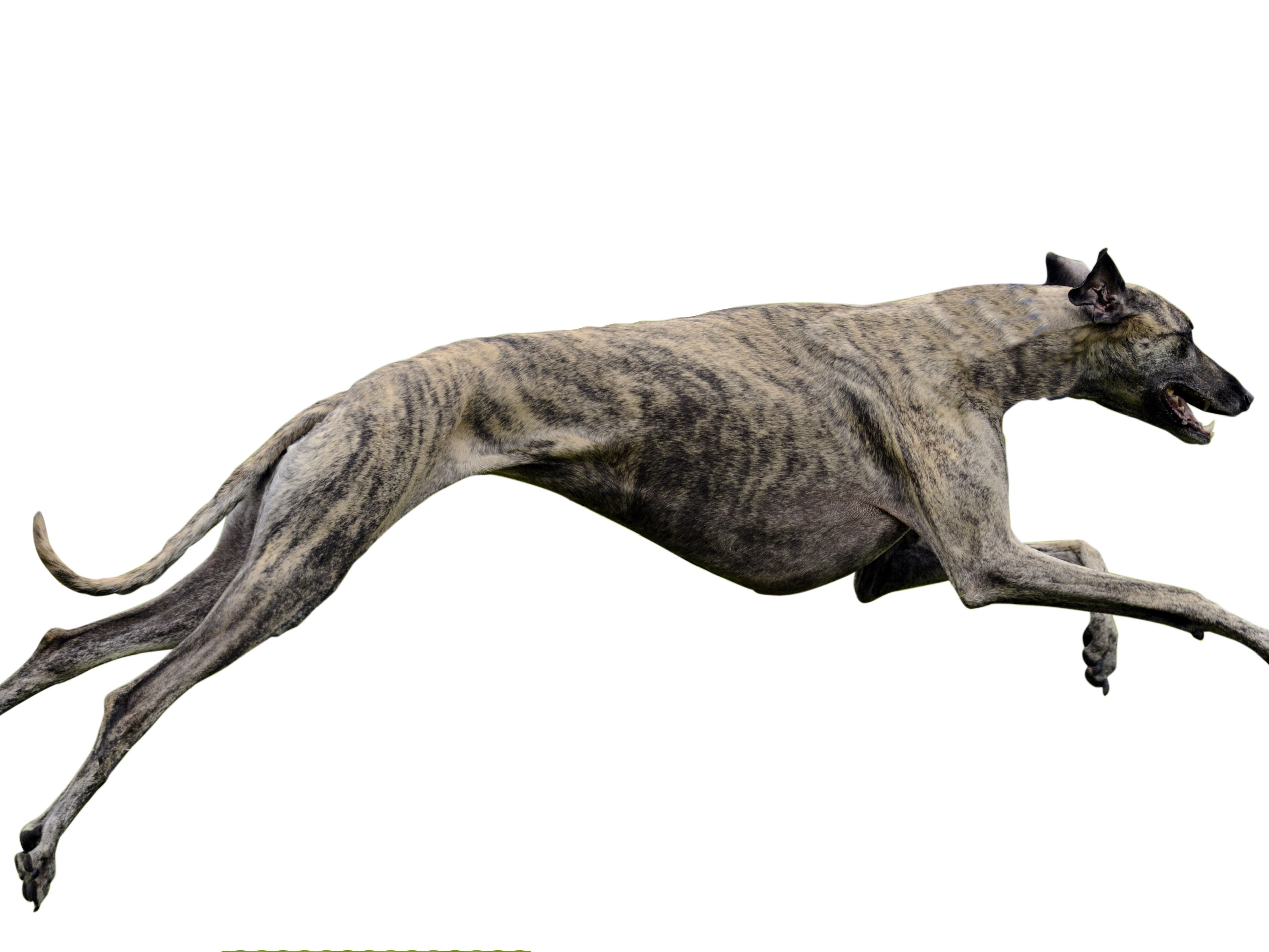 How fast can greyhounds run?