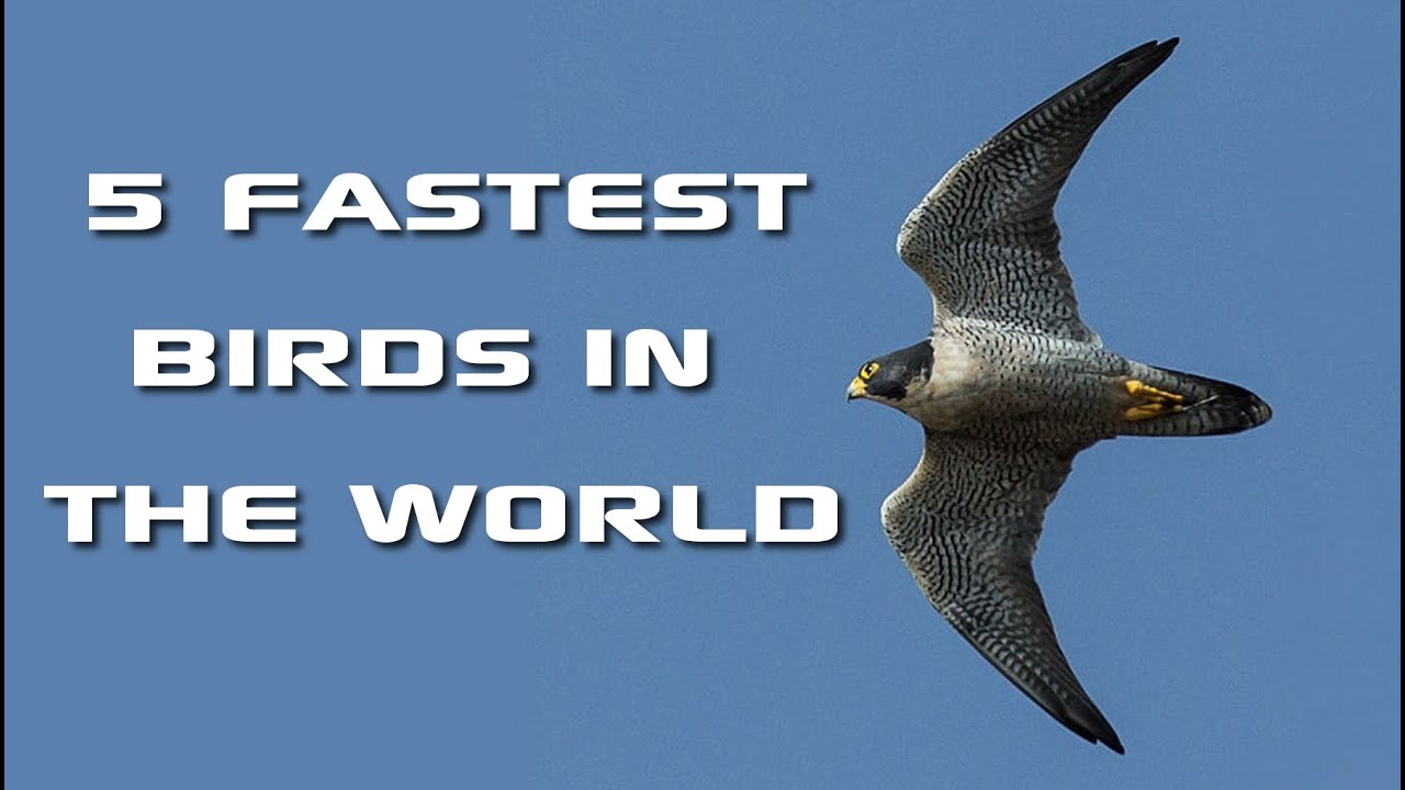 How fast can the fastest bird on earth fly?